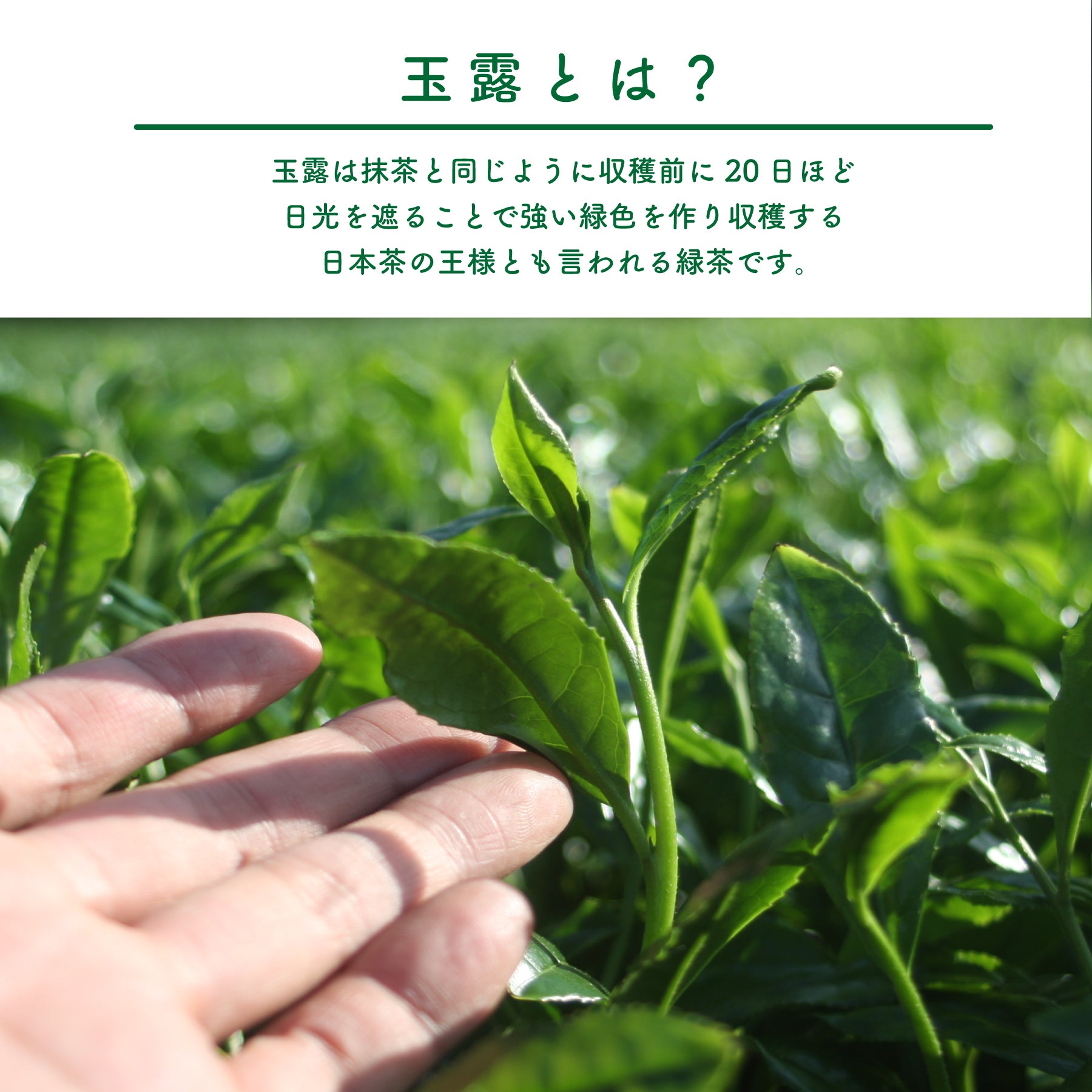 坂元園有機玉露 茶娘 100g 鹿児島県産 志布志 JAS 一番茶 ぼかし栽培